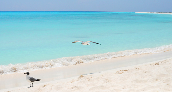 Los Roques é o Caribe barato!