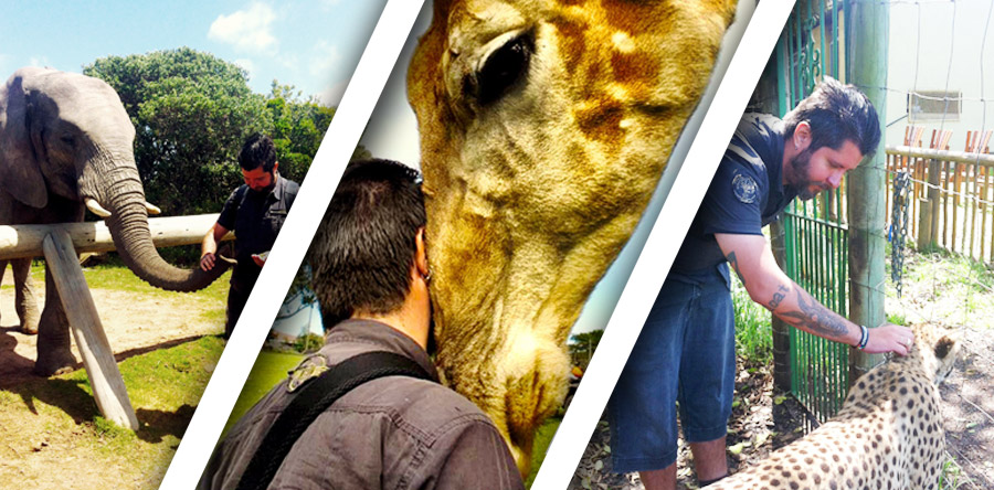 Elefante, girafa e chita: um dia de interações animais!