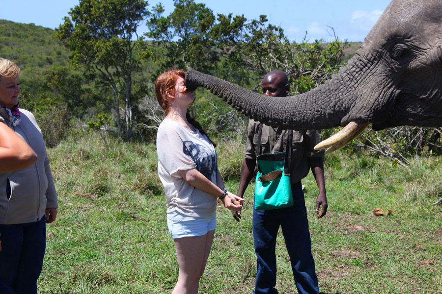 Interação com elefantes!