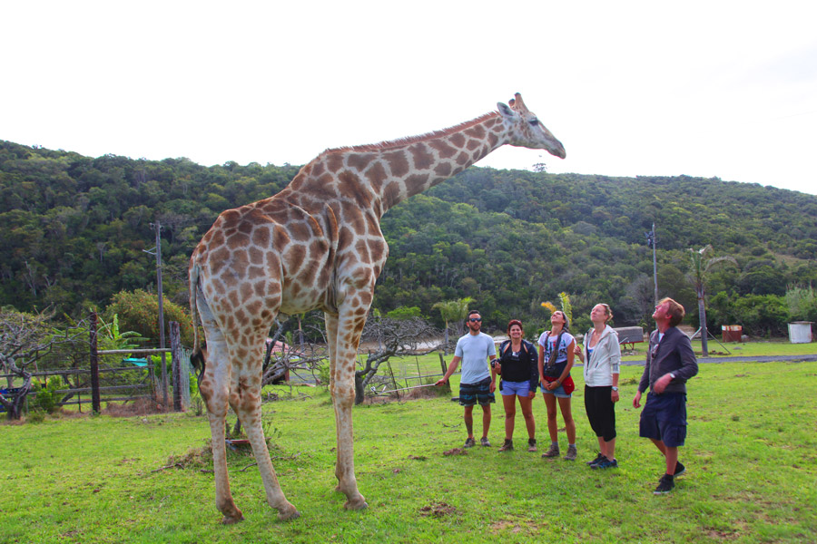 Interação com girafa!