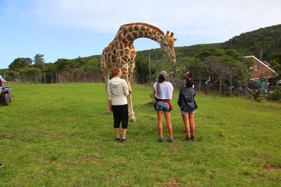 Interação com girafa!
