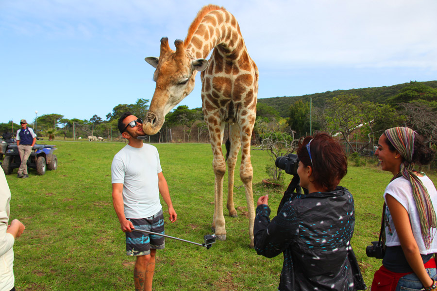 Interação com girafa!