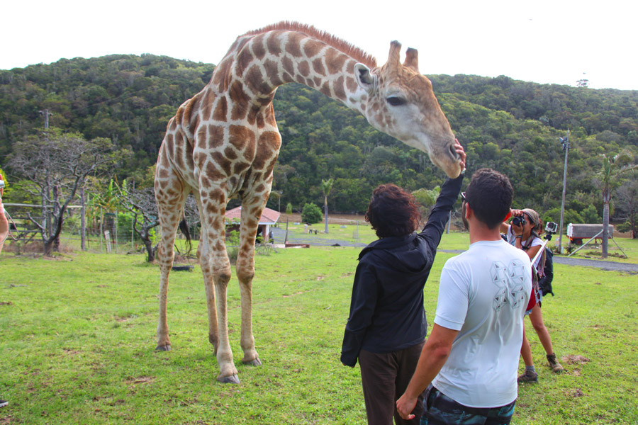 Interação com girafa!