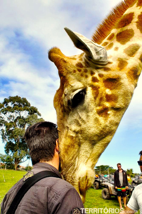 Interação com girafa!