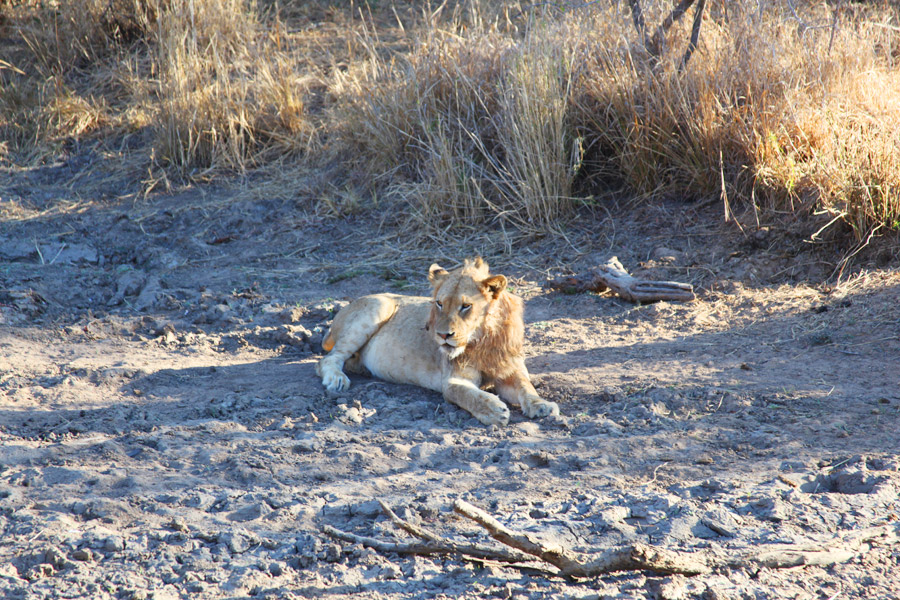 Animais na África do Sul