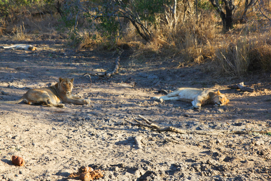 Animais na África do Sul