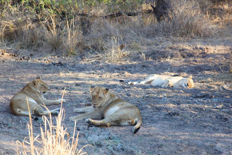 Animais na África do Sul