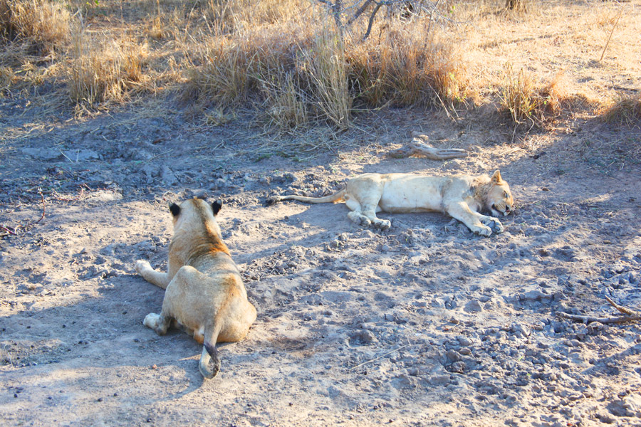 Animais na África do Sul