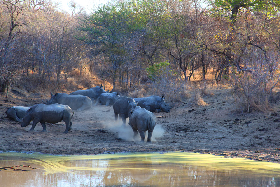 Animais na África do Sul