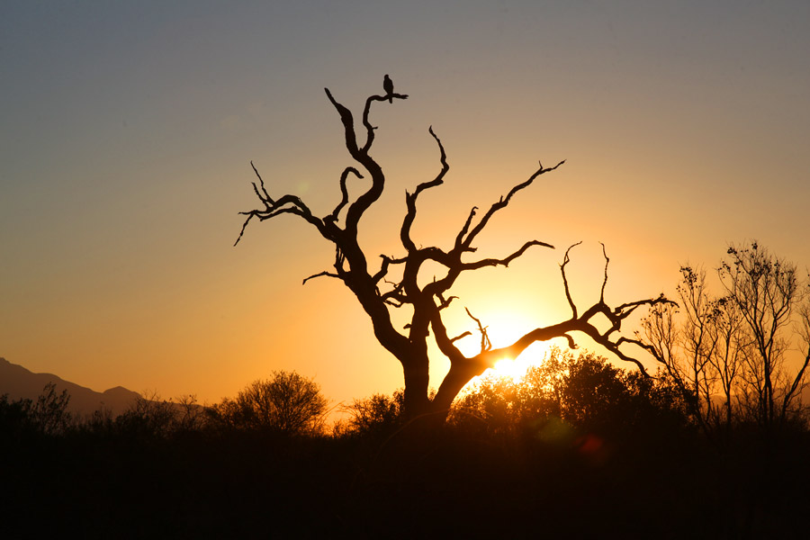 Animais na África do Sul