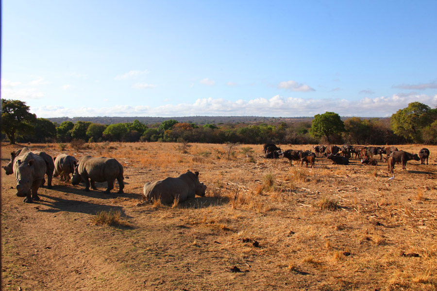 Animais na África do Sul