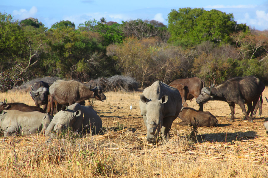 Animais na África do Sul