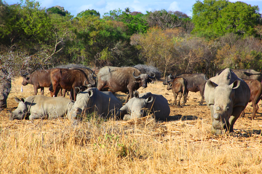 Animais na África do Sul