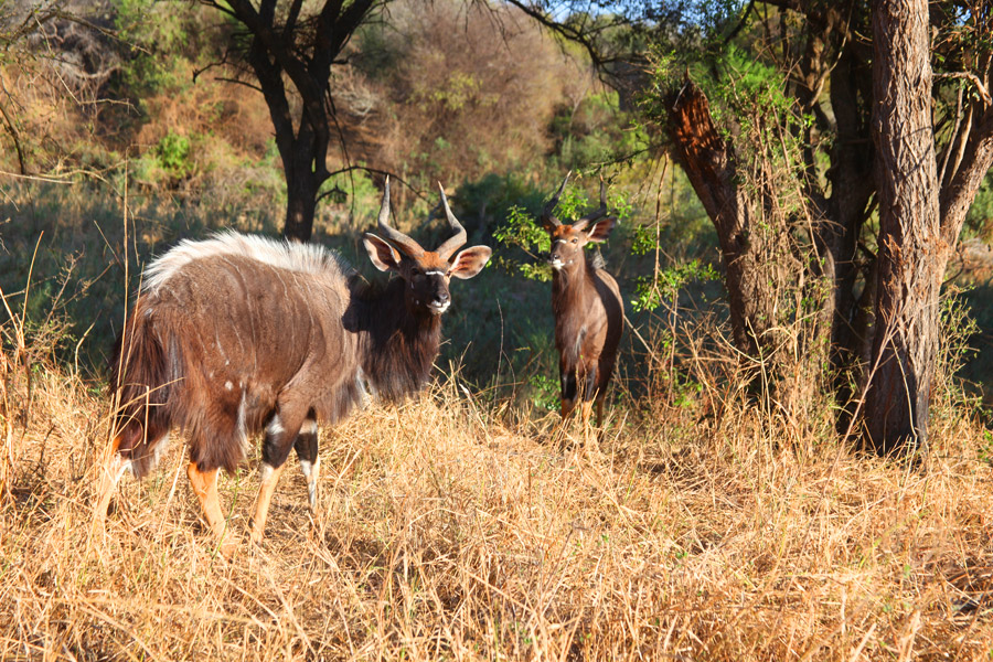 Animais na África do Sul