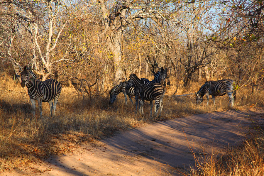 Animais na África do Sul