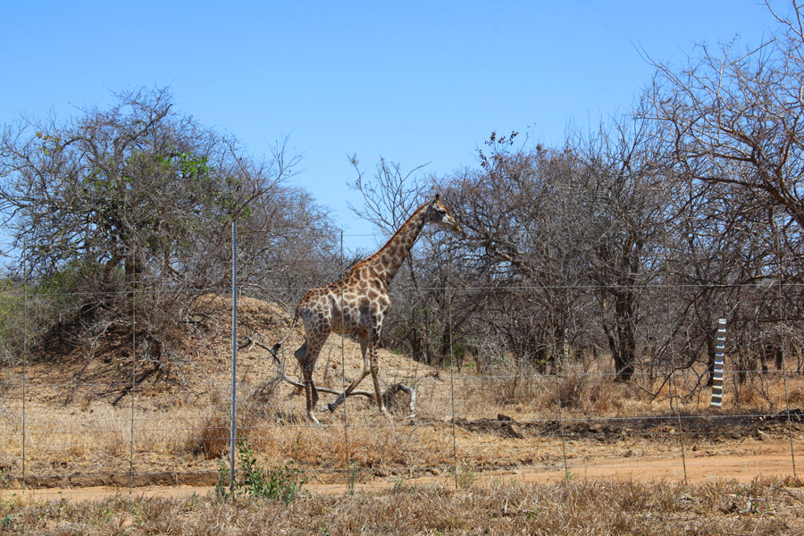 Animais na África do Sul