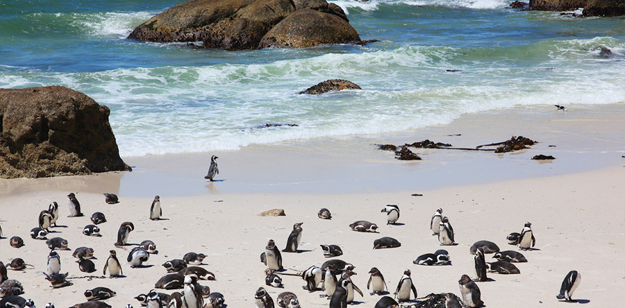 Pinguins na África do Sul: onde encontrá-los!