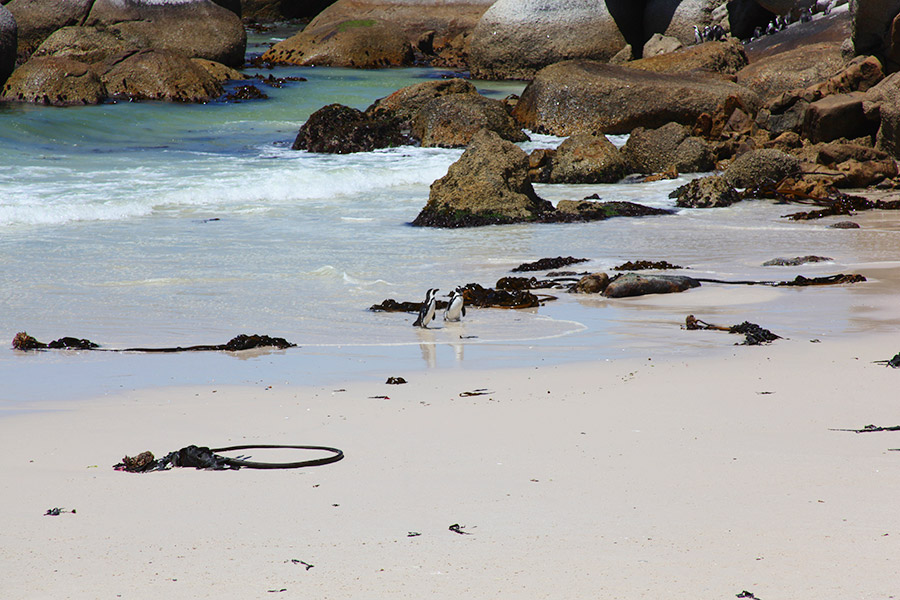 Pinguins na África do Sul!