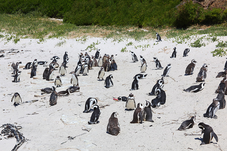 Pinguins na África do Sul!