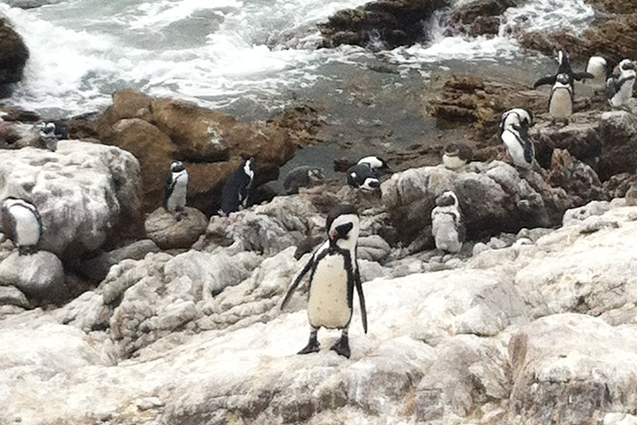 Pinguins na África do Sul!