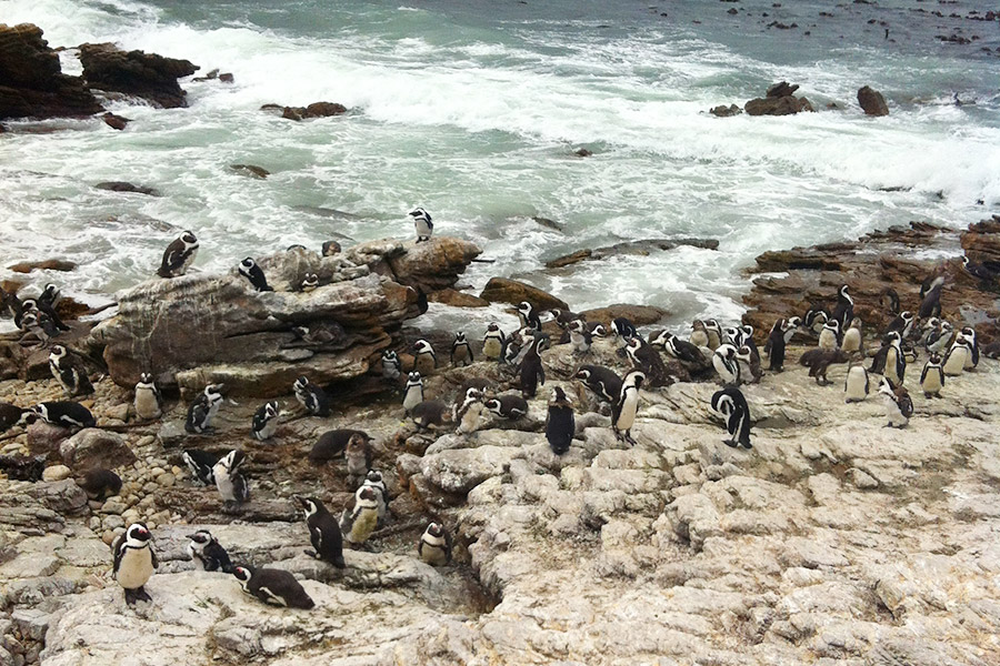 Pinguins na África do Sul!