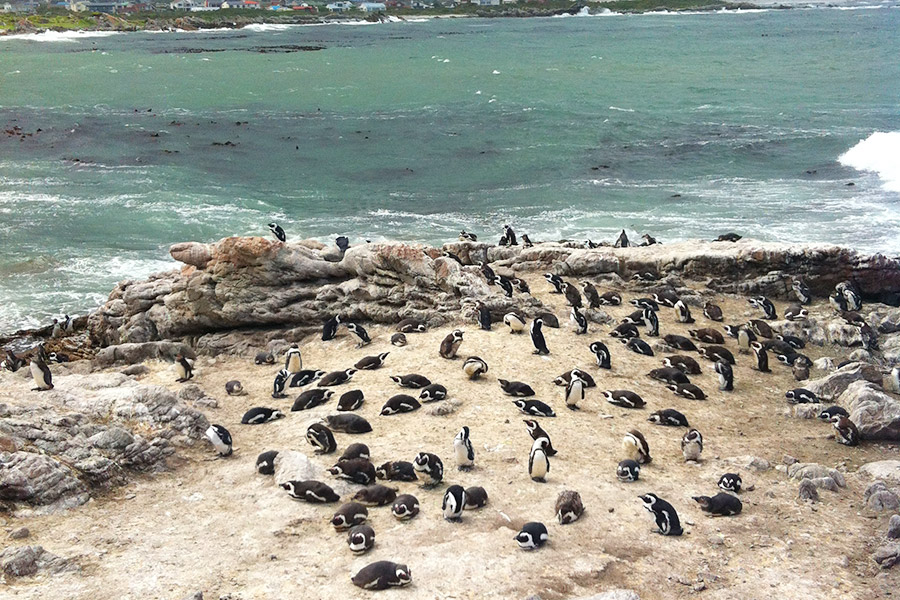 Pinguins na África do Sul!