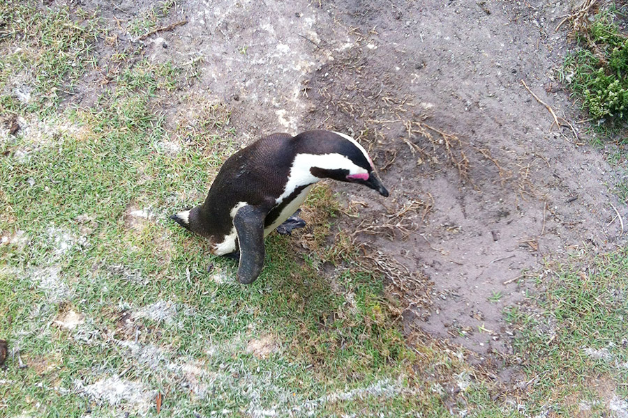 Pinguins na África do Sul!