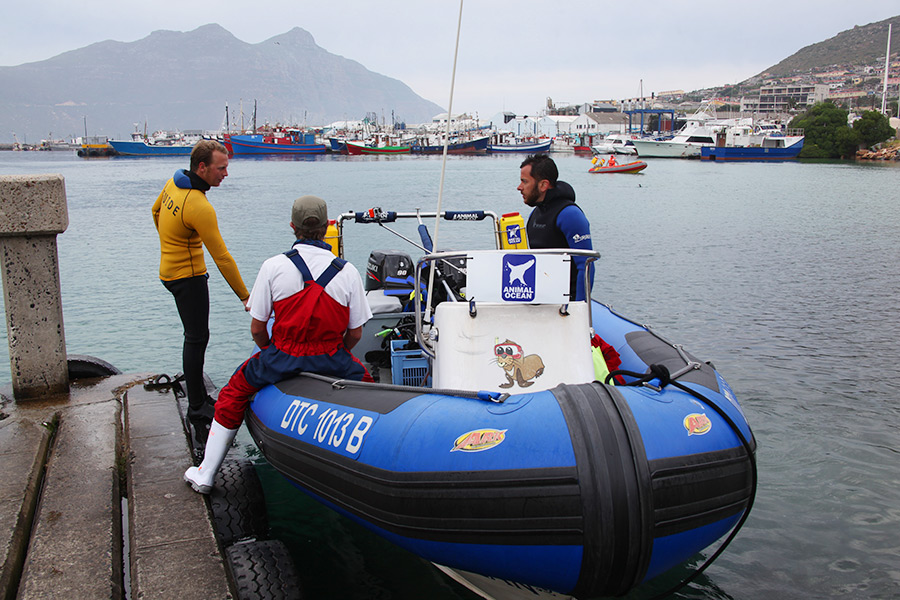 As focas de Hout Bay