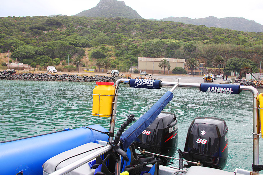 As focas de Hout Bay