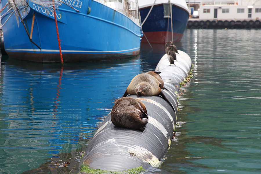 As focas de Hout Bay