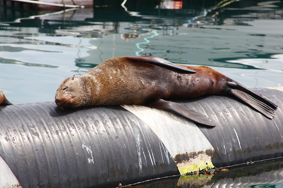 As focas de Hout Bay