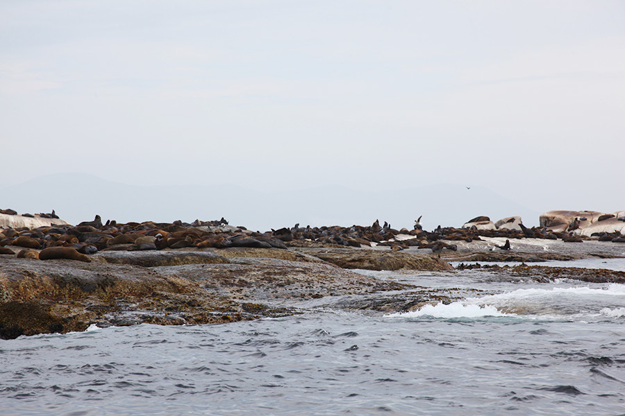 As focas de Hout Bay