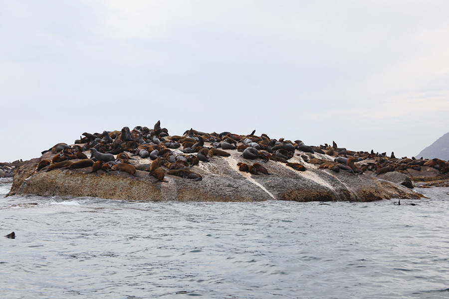 As focas de Hout Bay