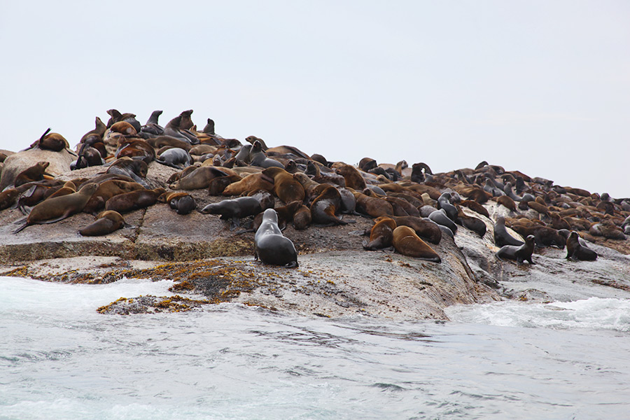 As focas de Hout Bay