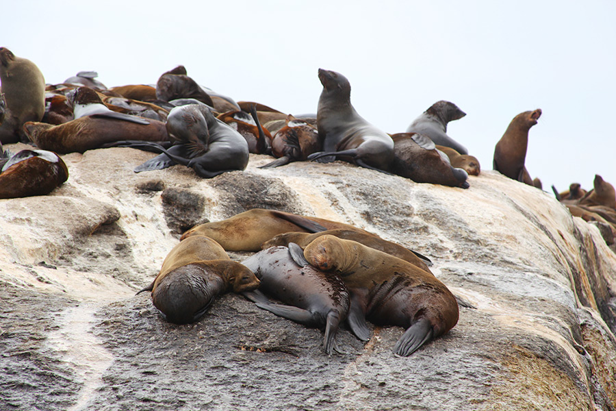 As focas de Hout Bay