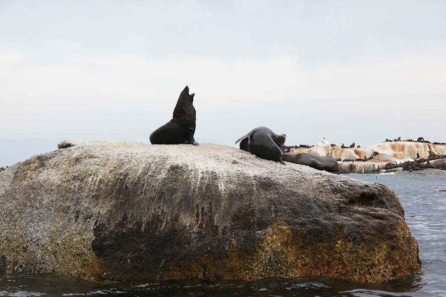 As focas de Hout Bay