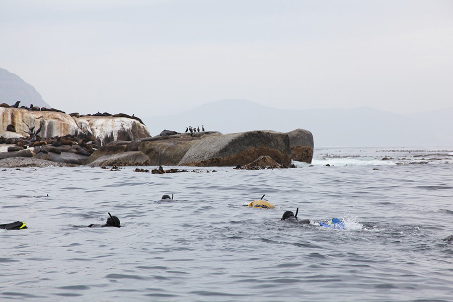 As focas de Hout Bay