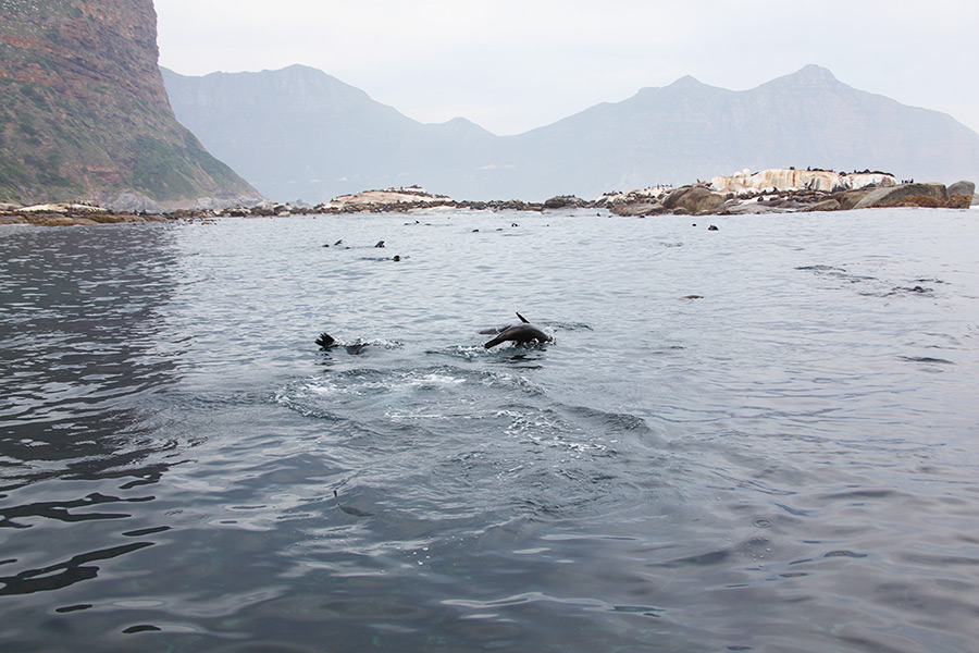 As focas de Hout Bay