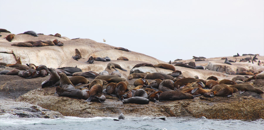 As focas de Hout Bay