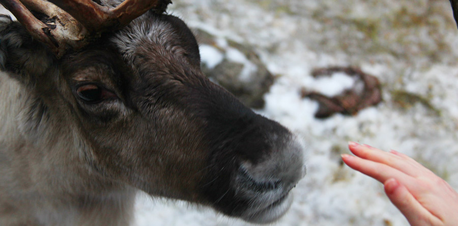 VÍDEO: Conhecendo as renas da Finlândia!
